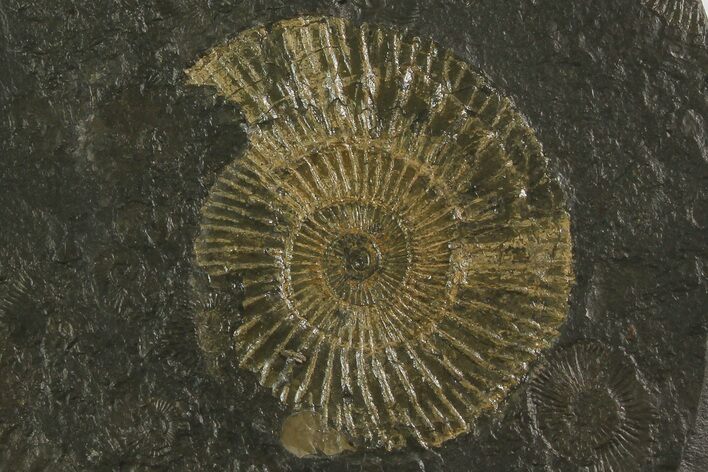 Dactylioceras Ammonite - Posidonia Shale, Germany #180341